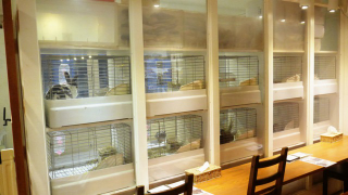 Illustration for article titled A Visit to Japan's Bunny Cafes